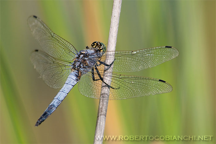 Orthetrum  cancellatum e brunneum